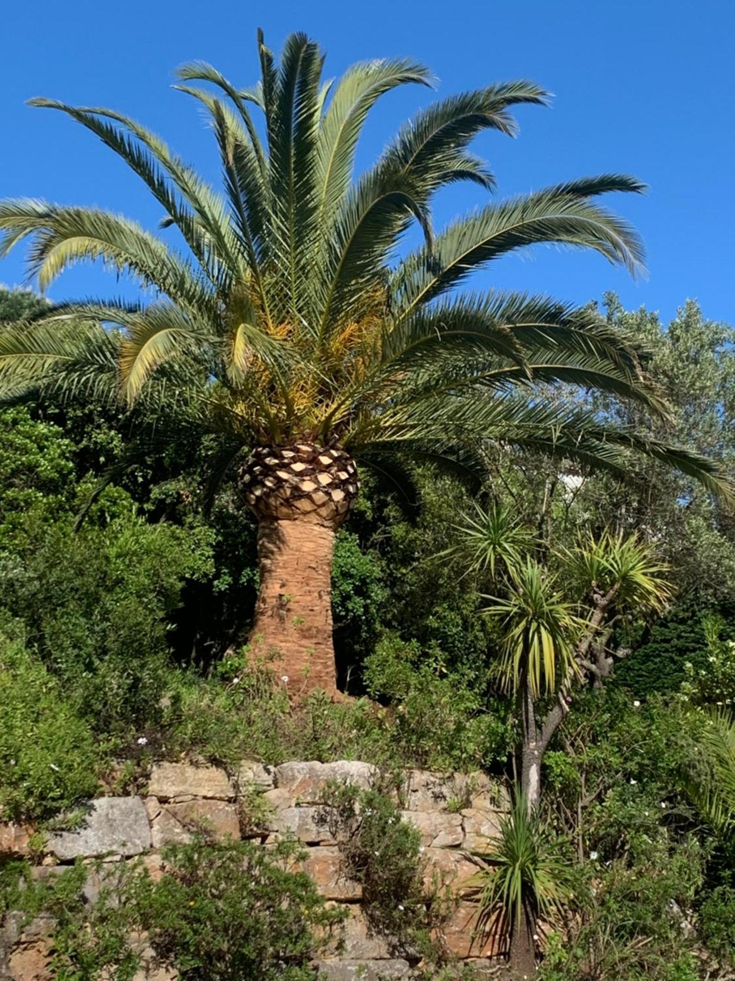 לינה וארוחת בוקר סן-מקסים Paradis Provencal מראה חיצוני תמונה